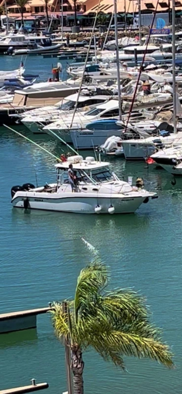 Boston Whaler 305 Conquest usado à venda