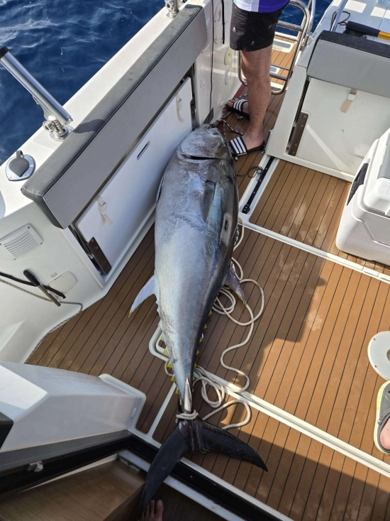 Jeanneau Merry Fisher 895 MARLIN OFFSHORE de segunda mano en venta