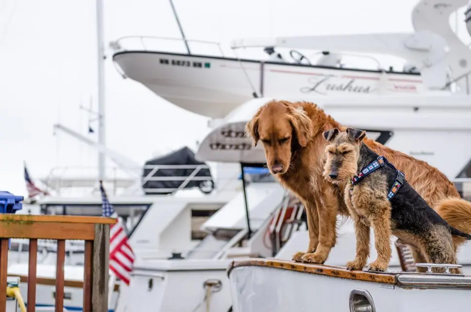 Mascota en barco